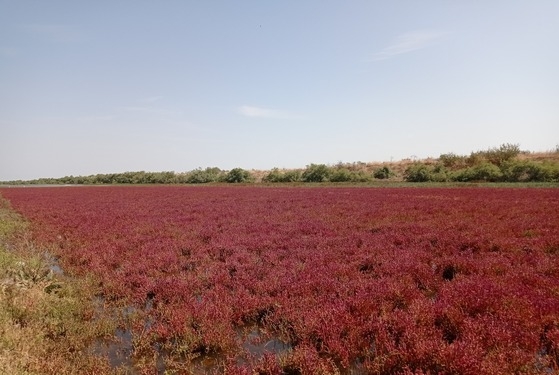 Φθινοπωρινό σκηνικό στο Δέλτα του Έβρου: Οι κόκκινες αρμυρήθρες & τα φλαμίνγκο!